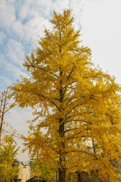 秋冬天金黄色的银杏树