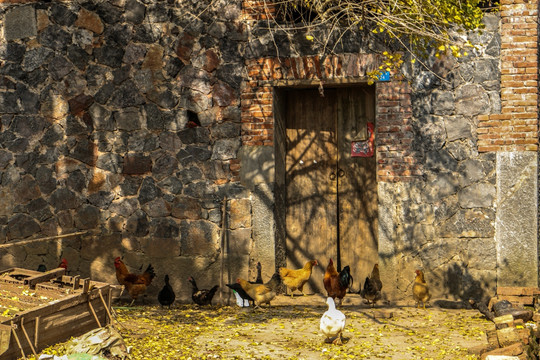 乡村农村 石砖房门前 鸡鸭
