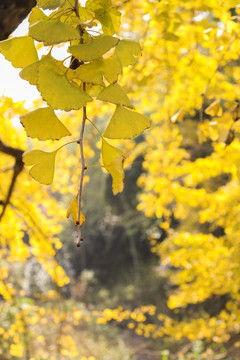 秋冬天金黄色银杏树叶微距