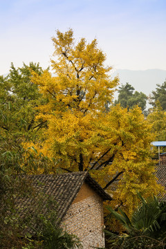 秋冬天乡村田园瓦房旁的银杏树