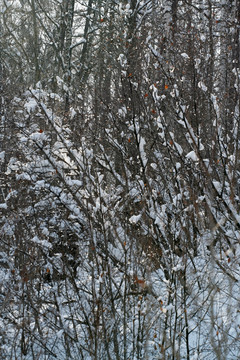 密林雪花