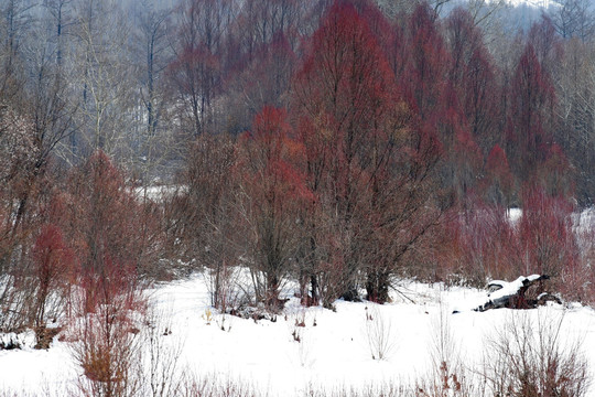 色彩红柳 瑞雪迎春