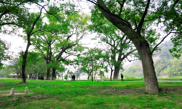 公园树林草地