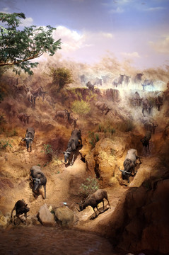非洲动物大迁徙
