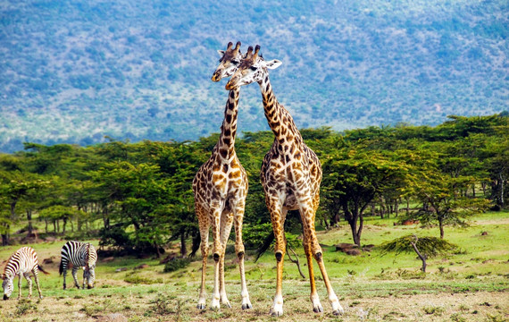 长颈鹿 肯尼亚