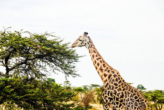 长颈鹿 肯尼亚