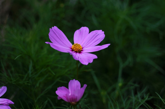 波斯菊 格桑花