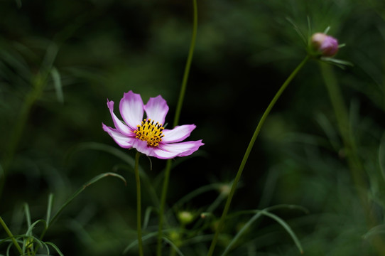 波斯菊 格桑花 花