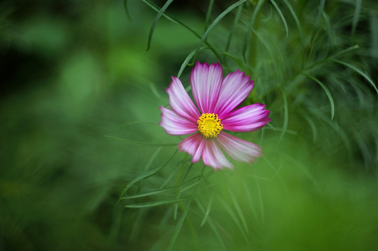 波斯菊 格桑花 花