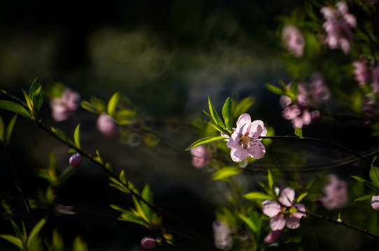 桃花盛开