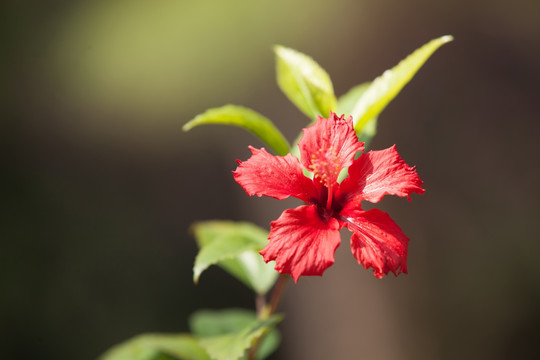 扶桑花