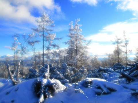 梦幻雪林