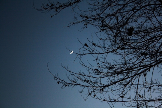 树枝与月亮