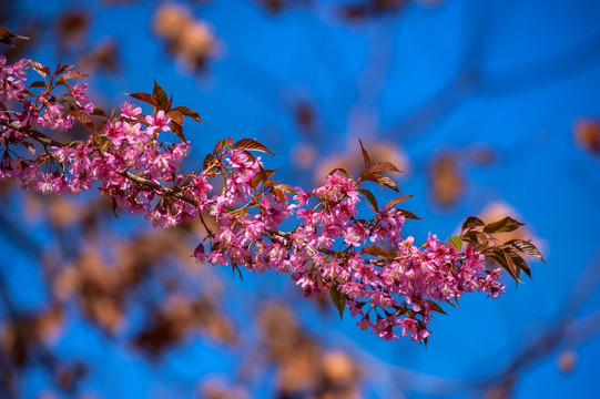 冬樱花