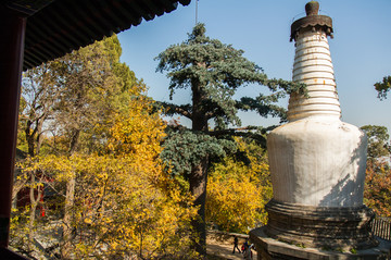 大觉寺秋天佛塔景观