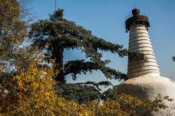 大觉寺白塔