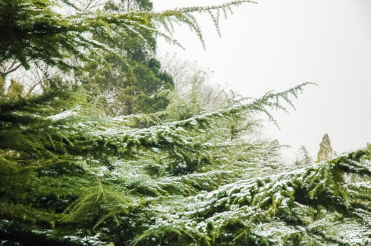 冬天的雪松