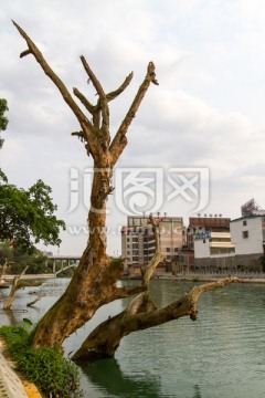 百色澄碧河畔 水中枯树