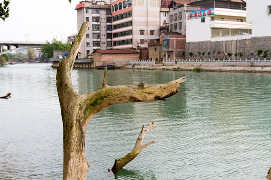 百色澄碧河畔 水中的树