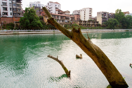 百色澄碧河畔 水中的树