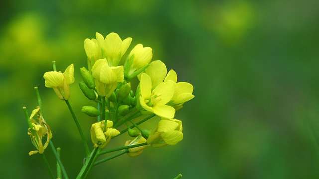 油菜花