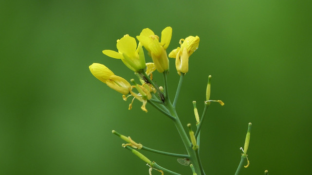 油菜花