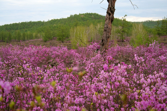 杜鹃花开灿烂满山红艳艳