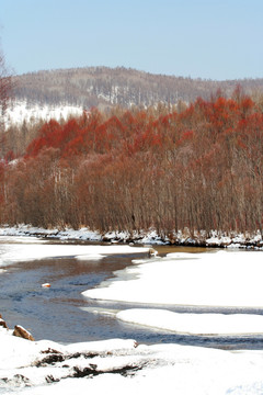 春暖冰雪融化河柳嫣红河水边
