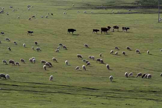 草地春色 牛羊遍地