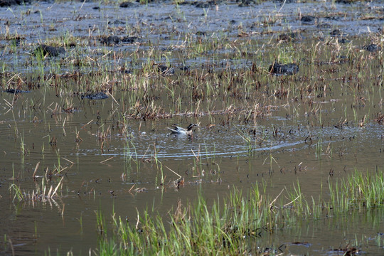 湿地里的野鸭子