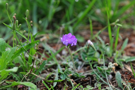 紫色小花