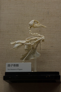 鸽子骨骼