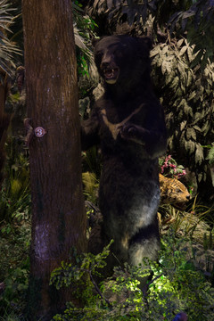 黑熊标本
