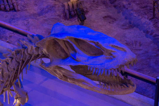 恐龙化石头骨