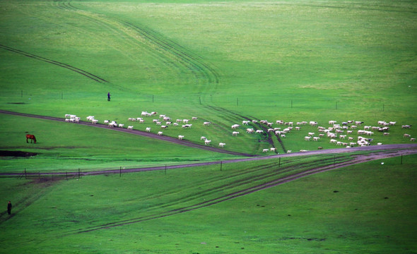 草原牧场 羊群 马