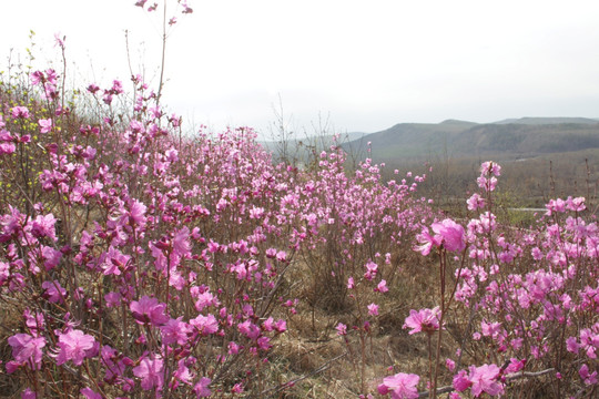 兴安杜鹃花