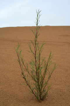 沙漠的生机 小树