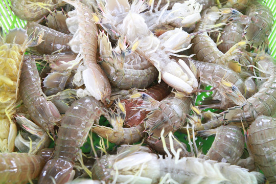 濑尿虾