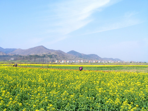 油菜花