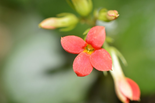 长寿花