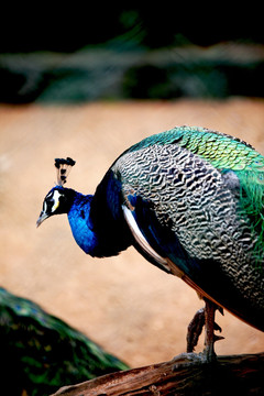 动物世界 蓝孔雀