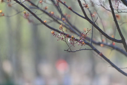 花石楼