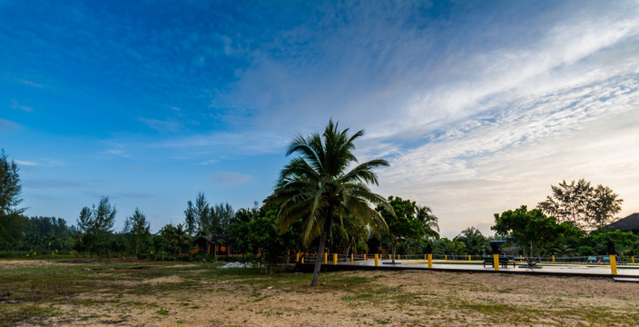 海滩上的椰子树