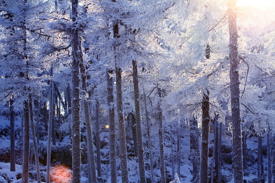 雪色森林