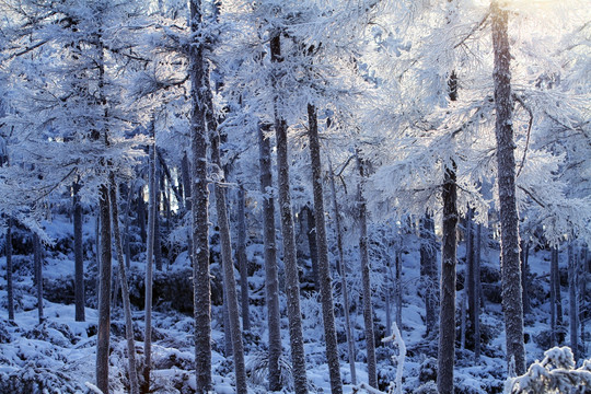 雪色森林