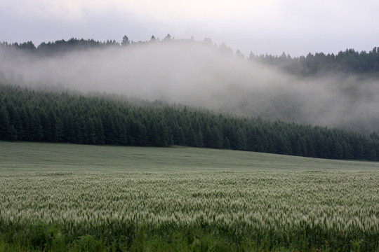 云雾升腾幽野农牧田园