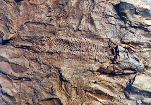 泥盆纪古鱼化石