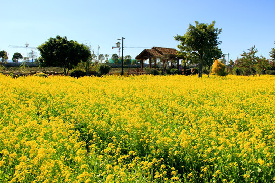 油菜花田