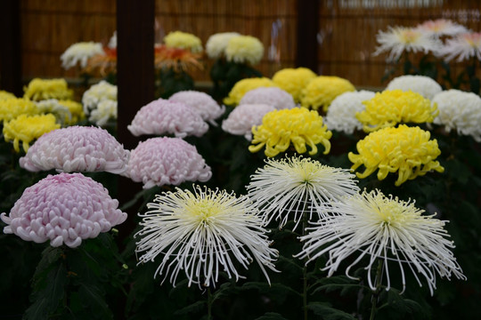 日本菊花