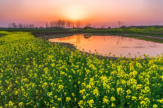 油菜花